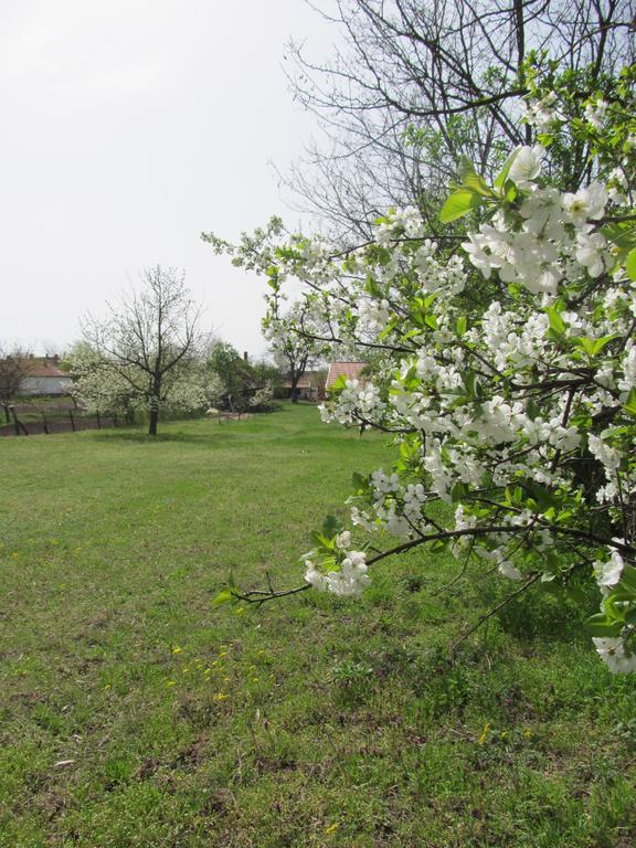Rigófütty Vendégház Tiszaalpar Esterno foto